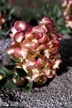Rumex venosus Sour Greens, Veiny dock Rumex venosus Sour Greens, Veiny dock
