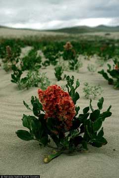 Rumex venosus Sour Greens, Veiny dock Rumex venosus Sour Greens, Veiny dock