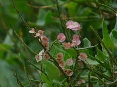 Rumex vesicarius Bladder Dock Rumex vesicarius Bladder Dock
