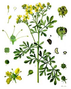 Ruta graveolens Rue, Common rue, Herb of Grace, Garden Rue Ruta graveolens Rue, Common rue, Herb of Grace, Garden Rue