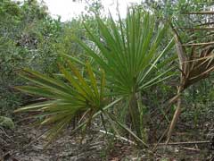 Sabal etonia Scrub Palmetto Sabal etonia Scrub Palmetto