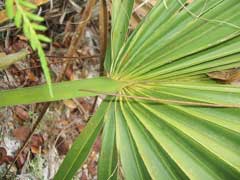 Sabal etonia Scrub Palmetto Sabal etonia Scrub Palmetto
