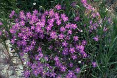 Sabatia campestris Prairie Rose Gentian, Texas star Sabatia campestris Prairie Rose Gentian, Texas star