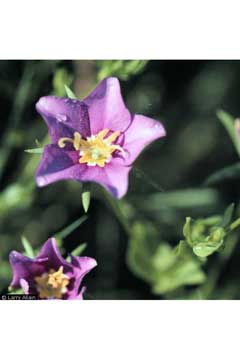 Sabatia campestris Prairie Rose Gentian, Texas star