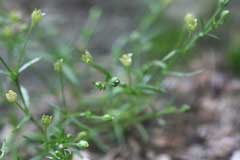 Sagina japonica Japanese pearlwort