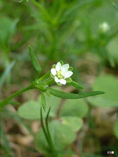 Sagina maxima stickystem pearlwort Sagina maxima stickystem pearlwort