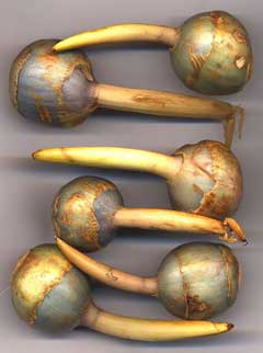 Sagittaria trifolia Chinese Arrowroot, Threeleaf arrowhead Sagittaria trifolia Chinese Arrowroot, Threeleaf arrowhead