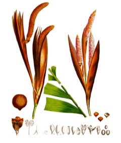 Salacca zalacca Salak Palm, Snake Palm Salacca zalacca Salak Palm, Snake Palm