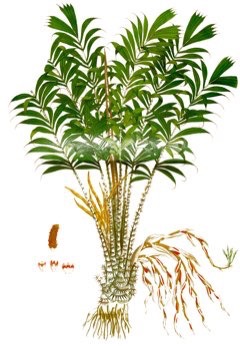 Salacca zalacca Salak Palm, Snake Palm Salacca zalacca Salak Palm, Snake Palm