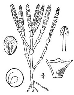 Salicornia bigelovii Dwarf Glasswort, Dwarf saltwort Salicornia bigelovii Dwarf Glasswort, Dwarf saltwort