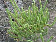 Salicornia bigelovii Dwarf Glasswort, Dwarf saltwort Salicornia bigelovii Dwarf Glasswort, Dwarf saltwort