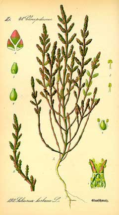 Salicornia europaea Glasswort Salicornia europaea Glasswort