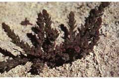 Salicornia rubra Red Glasswort, red swampfire Salicornia rubra Red Glasswort, red swampfire