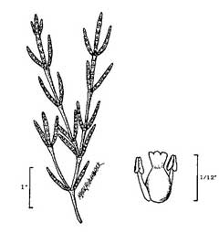 Salicornia rubra Red Glasswort, red swampfire Salicornia rubra Red Glasswort, red swampfire