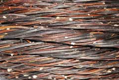 Salix acutifolia Sharp-Leaf Willow Salix acutifolia Sharp-Leaf Willow