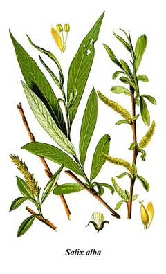 Salix alba White Willow