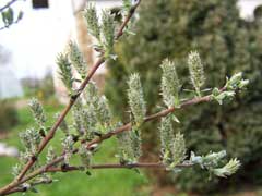 Salix arenaria 