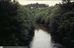 Salix atrocinerea Rusty Sallow, large gray willow Salix atrocinerea Rusty Sallow, large gray willow