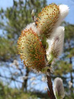 Salix gracilistyla Rosegold Pussy Willow Salix gracilistyla Rosegold Pussy Willow