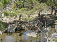 Salix gracilistyla Rosegold Pussy Willow Salix gracilistyla Rosegold Pussy Willow