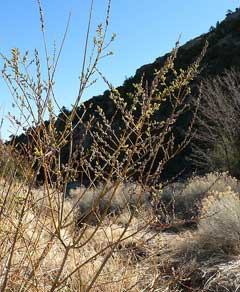 Salix lasiolepis Arroyo willow, Bigelow Salix lasiolepis Arroyo willow, Bigelow