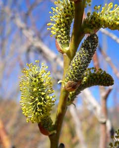 Salix lasiolepis Arroyo willow, Bigelow Salix lasiolepis Arroyo willow, Bigelow