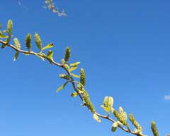 Salix matsudana Corkscrew willow, Hankow Willow, Peking Willow, Corkscrew Willow Salix matsudana Corkscrew willow, Hankow Willow, Peking Willow, Corkscrew Willow