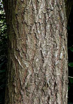 Salix matsudana Corkscrew willow, Hankow Willow, Peking Willow, Corkscrew Willow Salix matsudana Corkscrew willow, Hankow Willow, Peking Willow, Corkscrew Willow