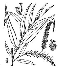 Salix nigra Black Willow Salix nigra Black Willow