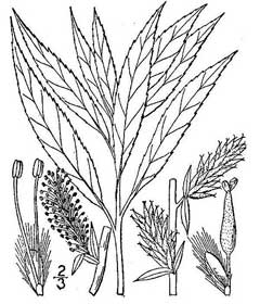 Salix petiolaris Slender Willow. Meadow willow Salix petiolaris Slender Willow. Meadow willow