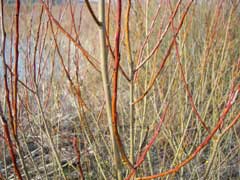 Salix purpurea Purple Osier. purpleosier willow Salix purpurea Purple Osier. purpleosier willow