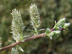 Salix repens Creeping Willow