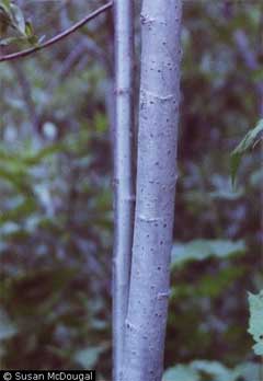 Salix scouleriana Scouler Salix scouleriana Scouler