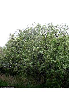 Salix scouleriana Scouler Salix scouleriana Scouler