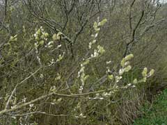 Salix sitchensis Sitka Willow