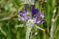 Salvia carduacea Thistle Sage Salvia carduacea Thistle Sage