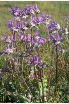 Salvia carduacea Thistle Sage Salvia carduacea Thistle Sage