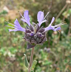 Salvia clevelandii Blue Sage, Fragrant sage, Chaparral  Sage