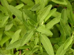 Salvia clevelandii Blue Sage, Fragrant sage, Chaparral Sage Salvia clevelandii Blue Sage, Fragrant sage, Chaparral Sage