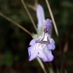 Salvia lavandulifolia Spanish Sage Salvia lavandulifolia Spanish Sage