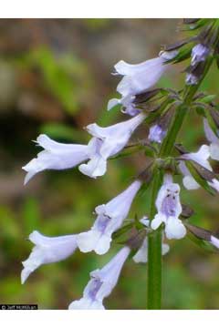 Salvia lyrata Cancer Weed, Lyreleaf Sage Salvia lyrata Cancer Weed, Lyreleaf Sage