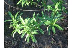 Salvia mellifera Californian Black Sage Salvia mellifera Californian Black Sage