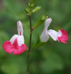 Salvia microphylla Blackcurrant Sage