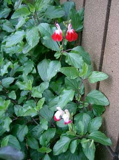 Salvia microphylla Blackcurrant Sage Salvia microphylla Blackcurrant Sage