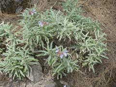 Salvia pomifera Apple Sage Salvia pomifera Apple Sage