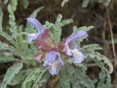 Salvia pomifera Apple Sage Salvia pomifera Apple Sage