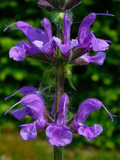 Salvia pratensis Meadow Clary, Introduced sage Salvia pratensis Meadow Clary, Introduced sage