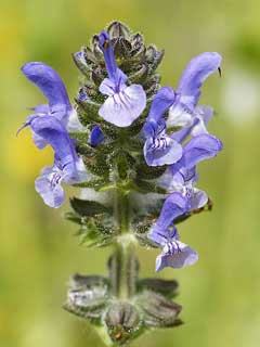 Salvia verbenaca Wild Clary Salvia verbenaca Wild Clary