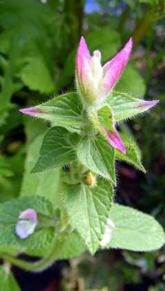 Salvia viridis Clary, Annual clary Salvia viridis Clary, Annual clary