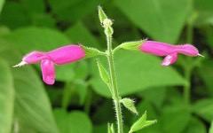 Salvia dorisiana Sage Fruity Pineapple Salvia dorisiana Sage Fruity Pineapple